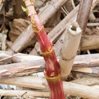 Japanese Knotweed